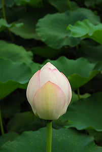 lotus, flowers, pond, water lily, buddha, plant thumbnail