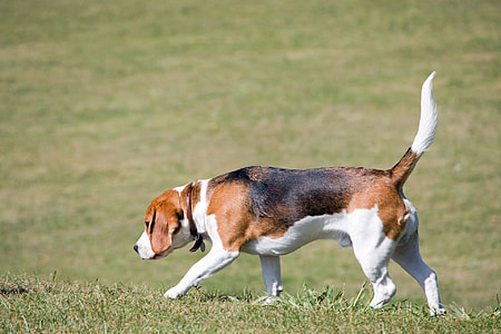 dog walking on grass thumbnail