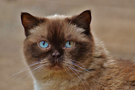 brown cat thumbnail