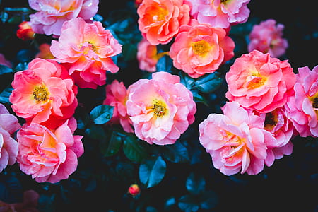 low light photography of pink flowers thumbnail