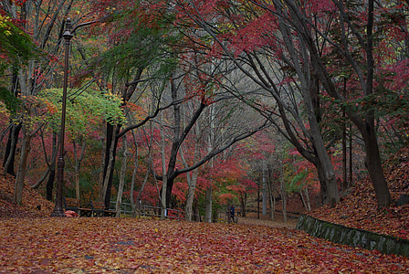 pathway covered by fallen leaves thumbnail