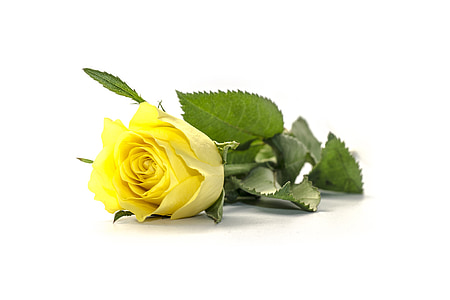 closeup photo of yellow rose flower thumbnail