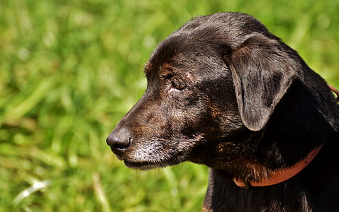 selective focus photography of black Labrador retriever thumbnail