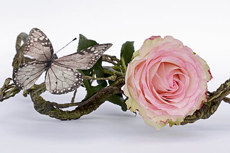 pink rose thumbnail
