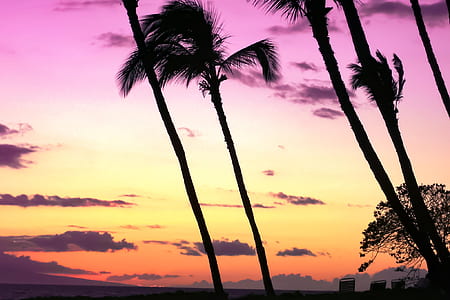 silhouette of trees thumbnail