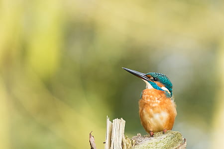 selective focus photography of blue-eared kingfisher thumbnail