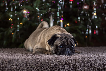 fawn pug laying on gray area rug thumbnail
