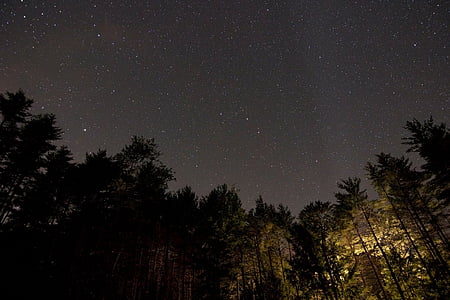photograph of trees at night thumbnail