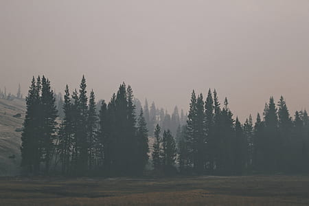 gray trees surrounded by fog thumbnail