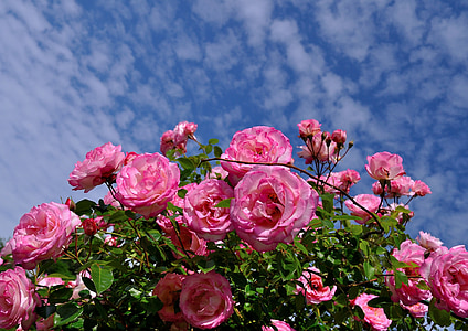 pink rose flower low-angle photography thumbnail