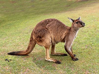 kangaroo on field thumbnail