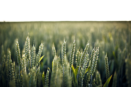 selective-focus photography of wheat thumbnail