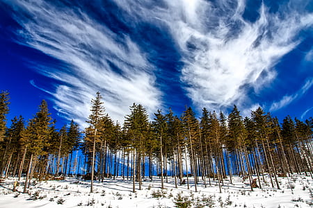 forest under blue sky thumbnail