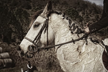 sepia tone photo of horse thumbnail