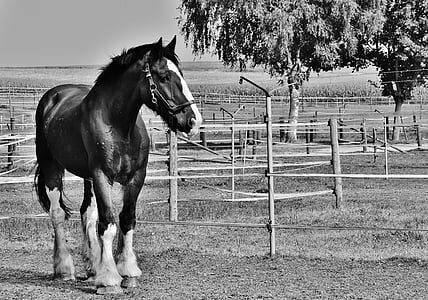 grey-scale photo of horse thumbnail