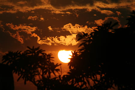 silhouette photography of trees thumbnail