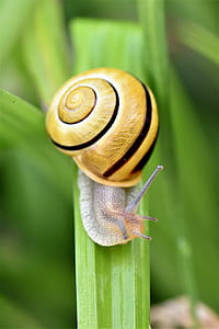 closeup photography of snail on grass thumbnail