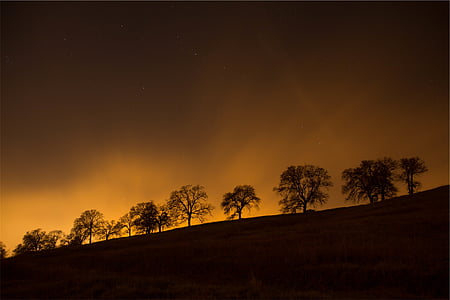 silhouette photography of trees during golden hour thumbnail