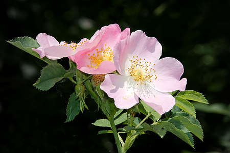 pink and white flowers thumbnail