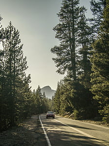 vehicle on road between trees at daytime thumbnail