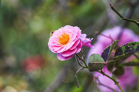 closeup photography of pink petaled flower thumbnail