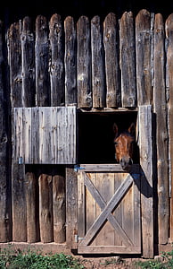 brown horse inside cage thumbnail