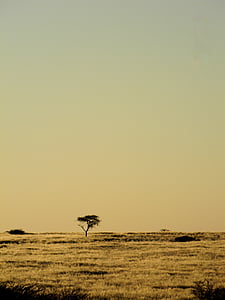 silhouette photo of green tree thumbnail