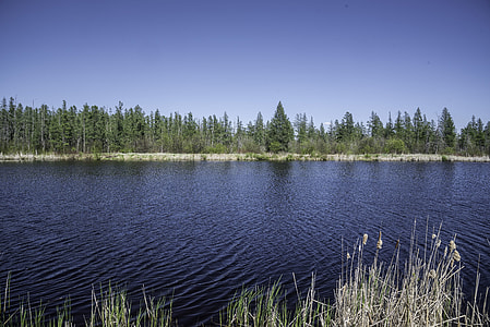 Small Lake in the Marsh with trees on the shore at Hecla Provincial Park thumbnail
