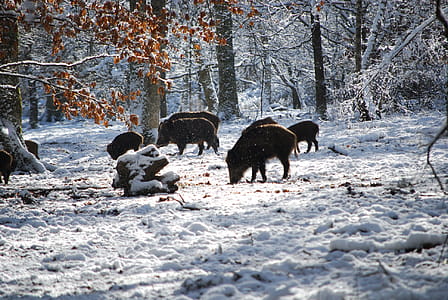 Boars on Snow Near Trees thumbnail