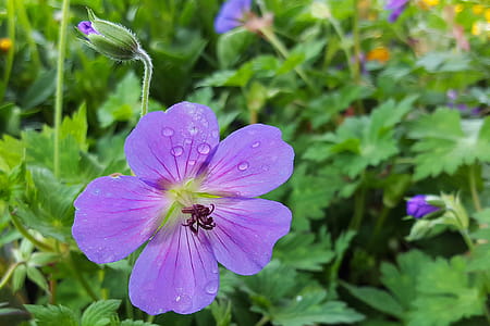 Geranium flowers in late Autumn. thumbnail