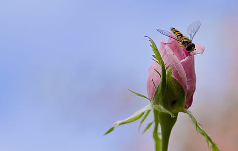 yellow bee pollinating on pink flower thumbnail