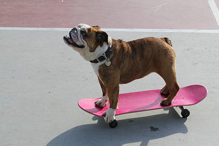 brindle English bulldog riding pink skateboard outdoor thumbnail