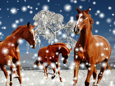 three horses running on snow field thumbnail
