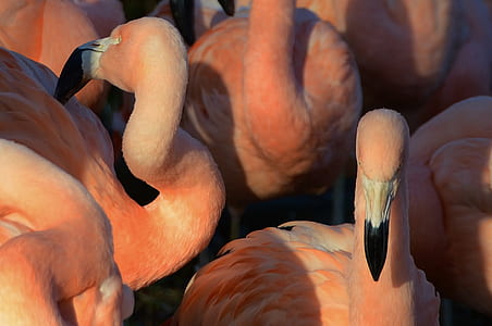 bird, purple, animal, zoo thumbnail