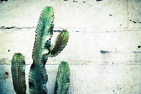 cactus, plant, thorn, green, nature thumbnail