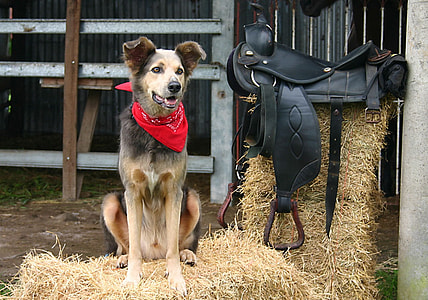 brown sable German Shepherd sitting on brown grass hays beside black leather horse saddle during daytime thumbnail