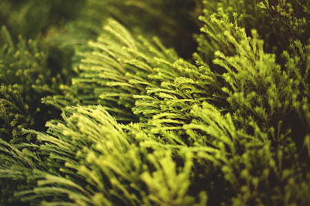 Close-up Photo of Green Plants thumbnail