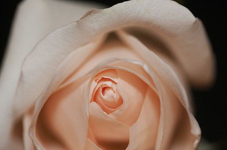white rose thumbnail
