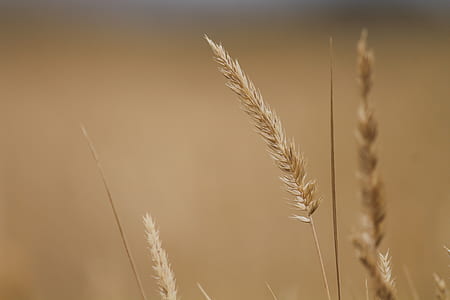 closeup photo of brown wheat plant thumbnail