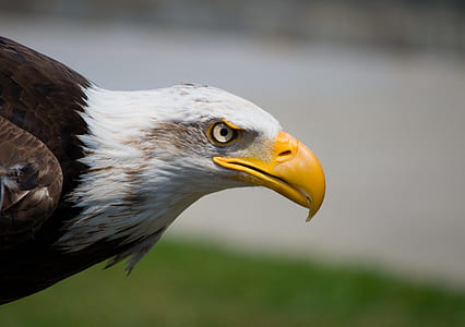 closeup photography bald eagle thumbnail