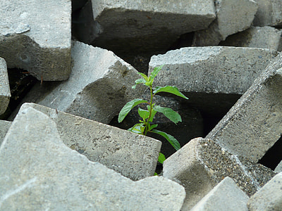 green plant surrounded of stones thumbnail