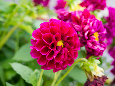 pink flowers in shallow-focus shot thumbnail