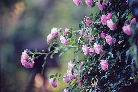 pink roses selective focus photography thumbnail