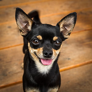 short-coated black and brown dog thumbnail