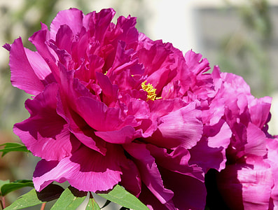 pink hibiscus flowers in closeup photo thumbnail