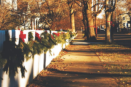 empty pathway near pave road during golden hour thumbnail