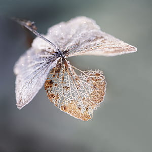 macro photo og brown leaf thumbnail