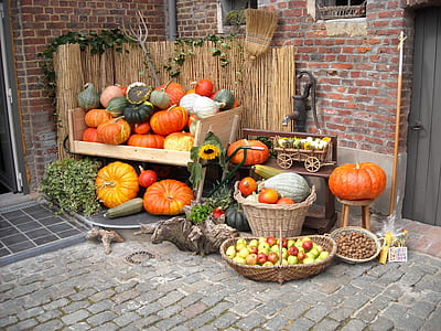 orange pumpkin lot thumbnail