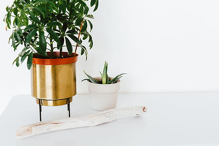 brass-colored green plant thumbnail