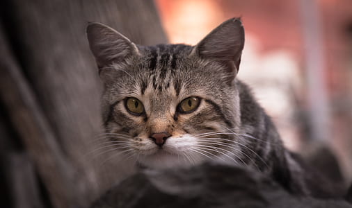 animal, pet, cute, kitten thumbnail